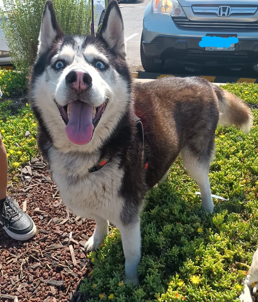 Enlarge Mr. John, a Adoptable Husky in San Diego, CA image 3/6