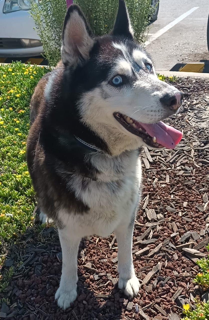 Enlarge Mr. John, a Adoptable Husky in San Diego, CA image 4/6