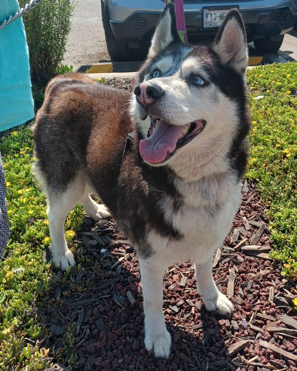 Enlarge Mr. John, a Adoptable Husky in San Diego, CA image 5/6
