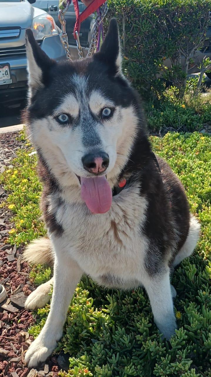 Enlarge Mr. John, a Adoptable Husky in San Diego, CA image 6/6