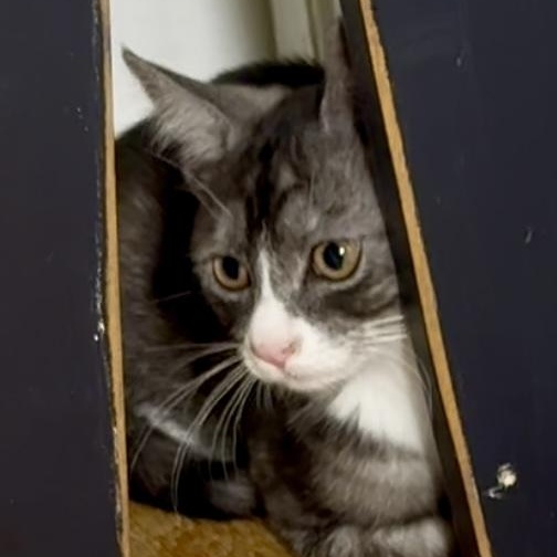 Marble, a Adoptable Domestic Short Hair in Richmond, VA image 5/6