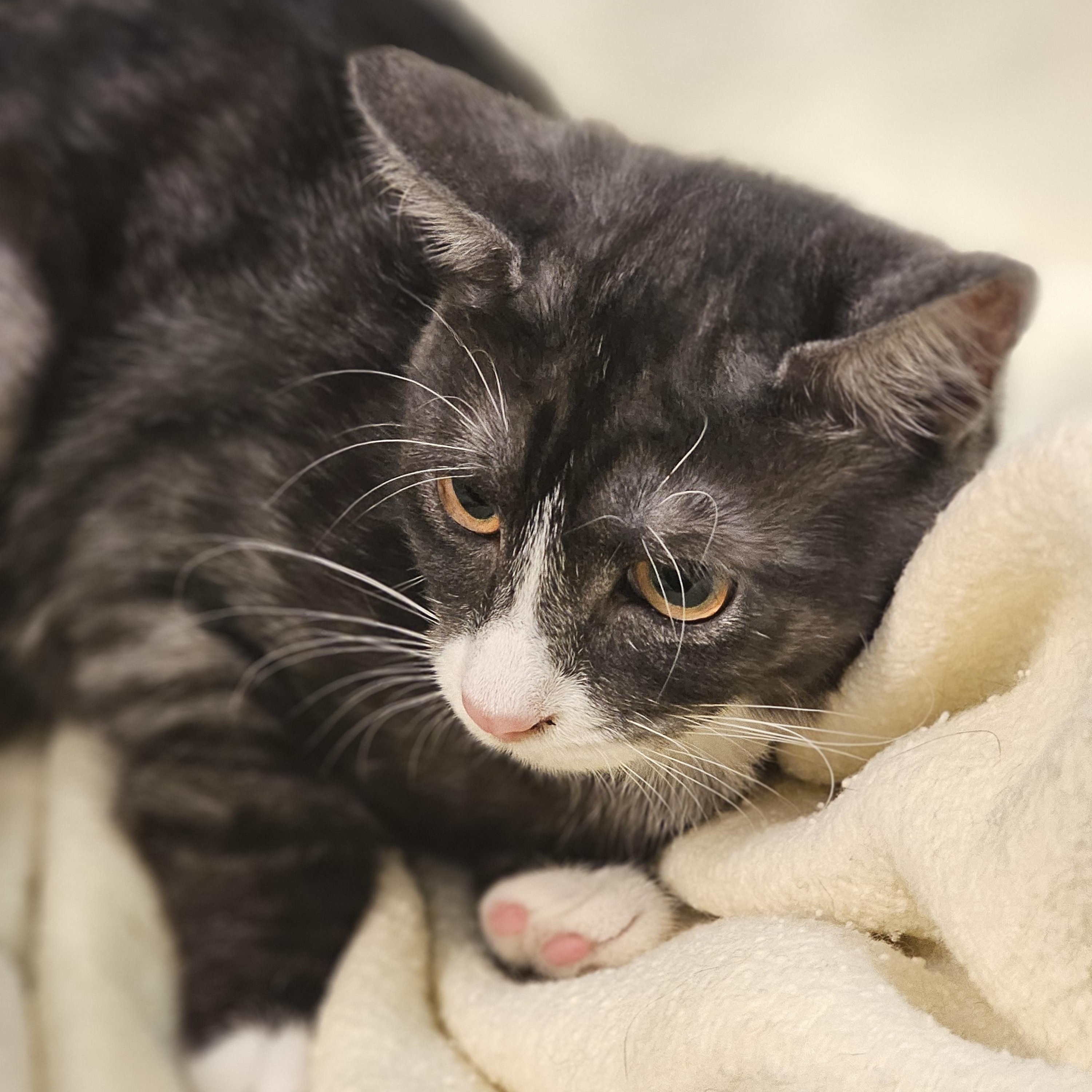 Marble, Adoptable, Kitten Female Domestic Short Hair.