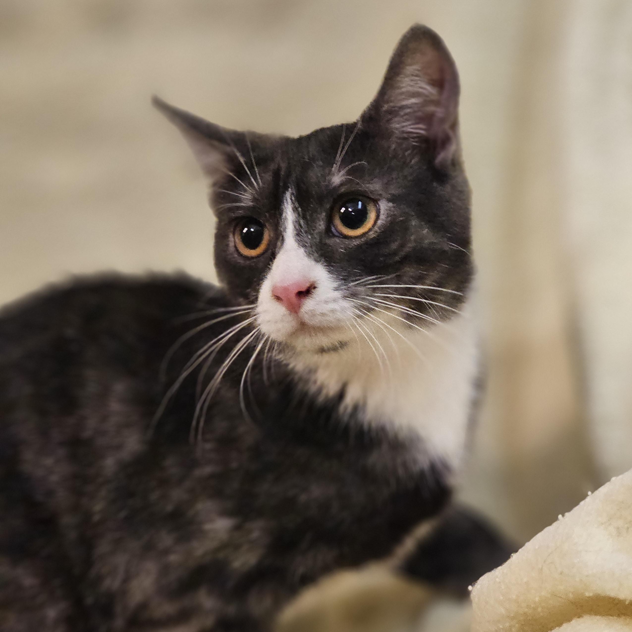 Marble, a Adoptable Domestic Short Hair in Richmond, VA image 2/6