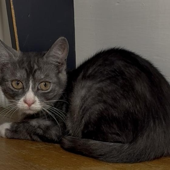 Marble, a Adoptable Domestic Short Hair in Richmond, VA image 6/6