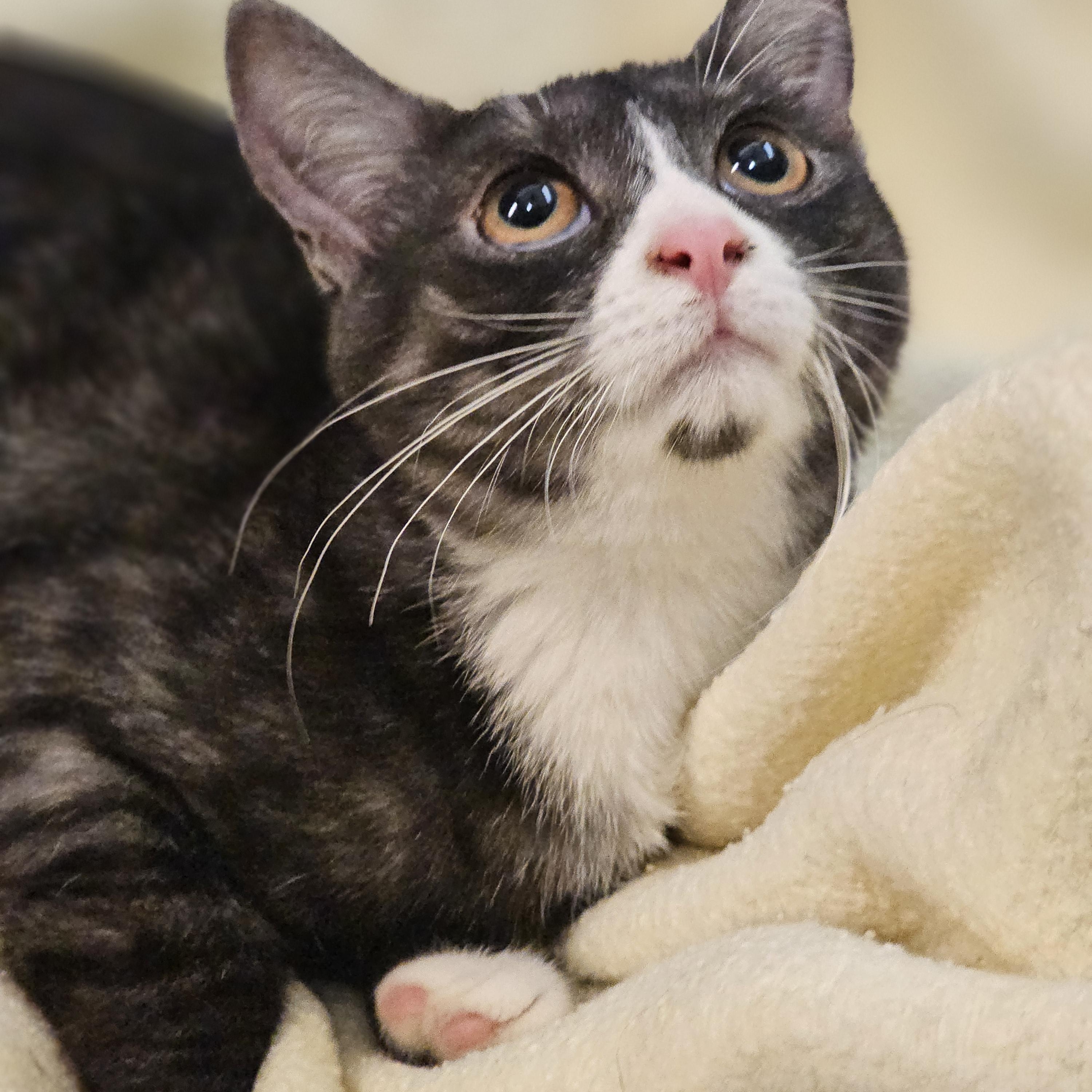 Marble, Adoptable, Young Female Domestic Short Hair.