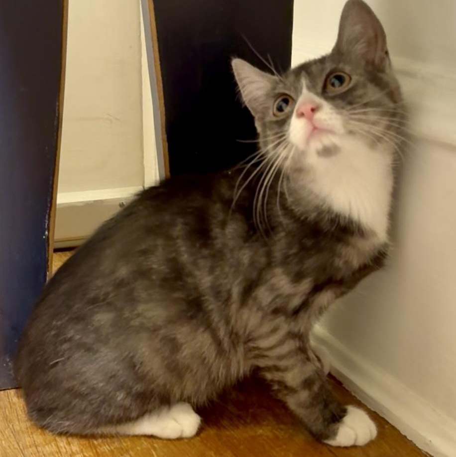 Marble, a Adoptable Domestic Short Hair in Richmond, VA image 4/6