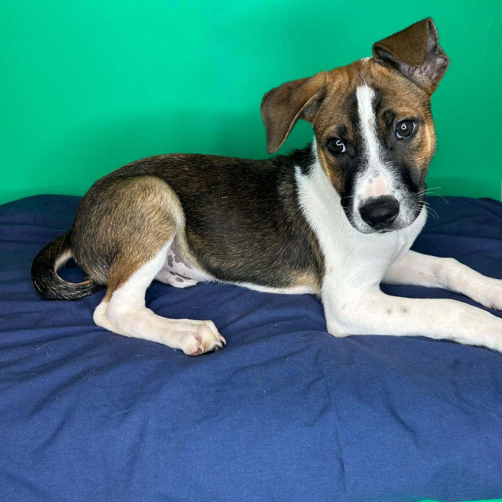 Hudson, Adoptable, Puppy Male Basenji & Rat Terrier.