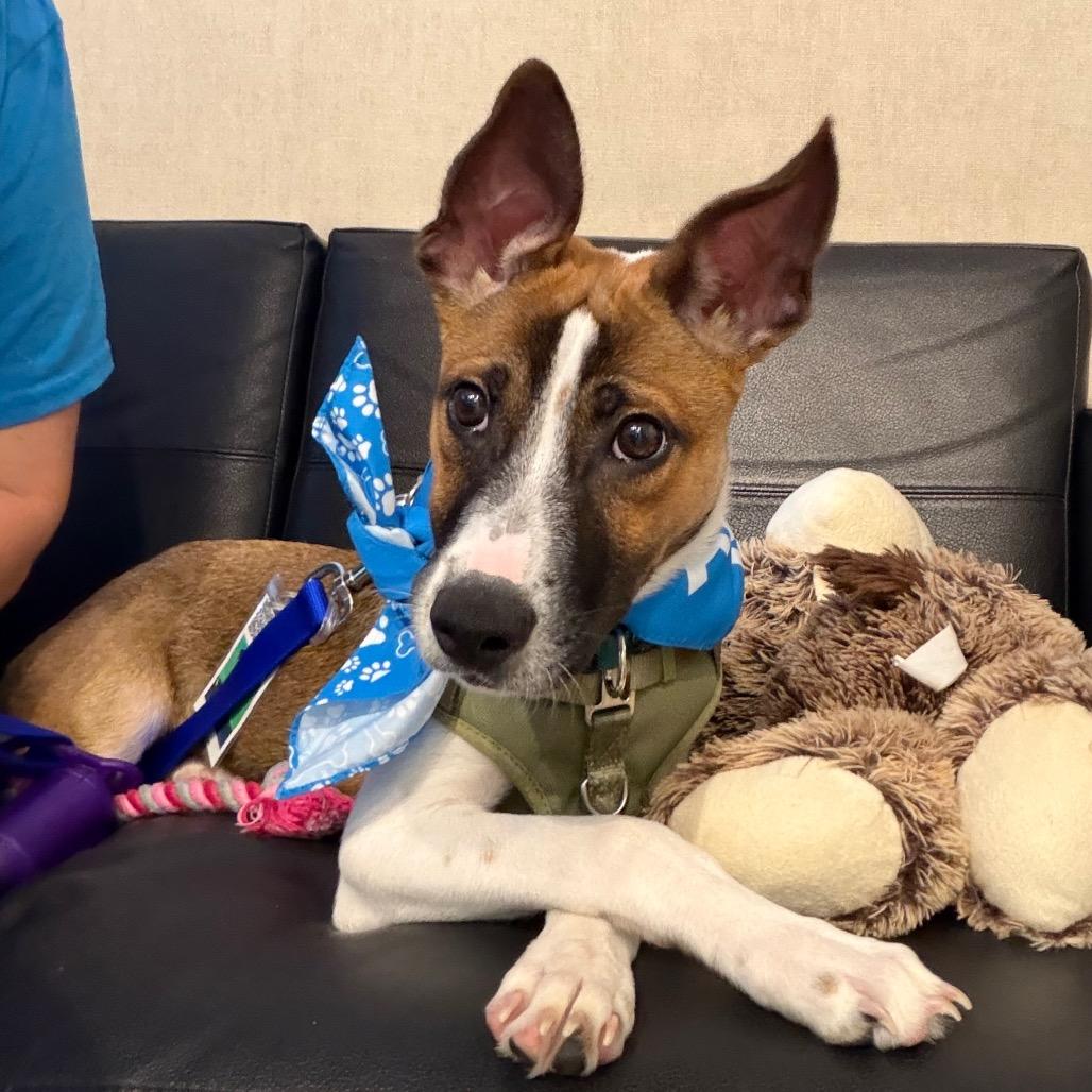Hudson, a Adoptable mixed breed in San Antonio, TX image 2/6