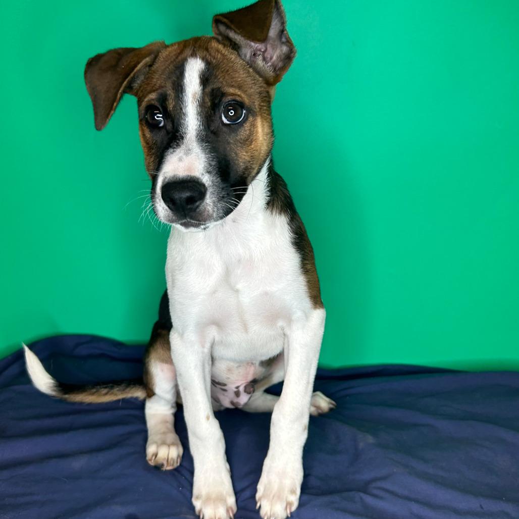 Hudson, a Adoptable mixed breed in San Antonio, TX image 3/6