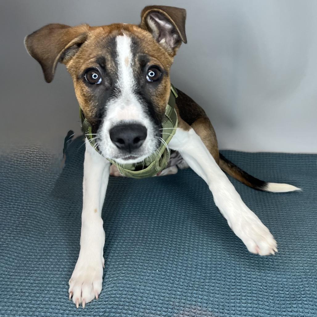 Hudson, a Adoptable mixed breed in San Antonio, TX image 4/6