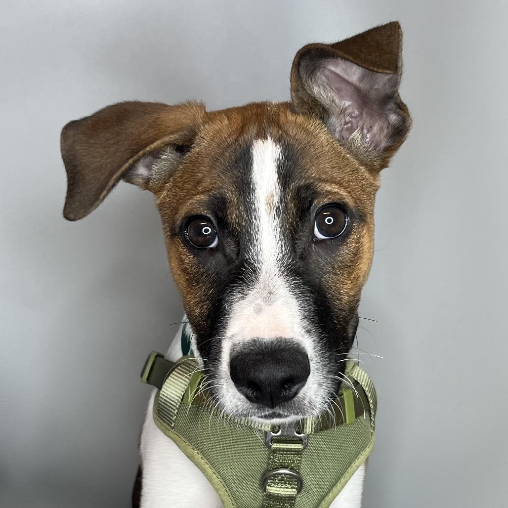 Hudson, a Adoptable mixed breed in San Antonio, TX image 5/6