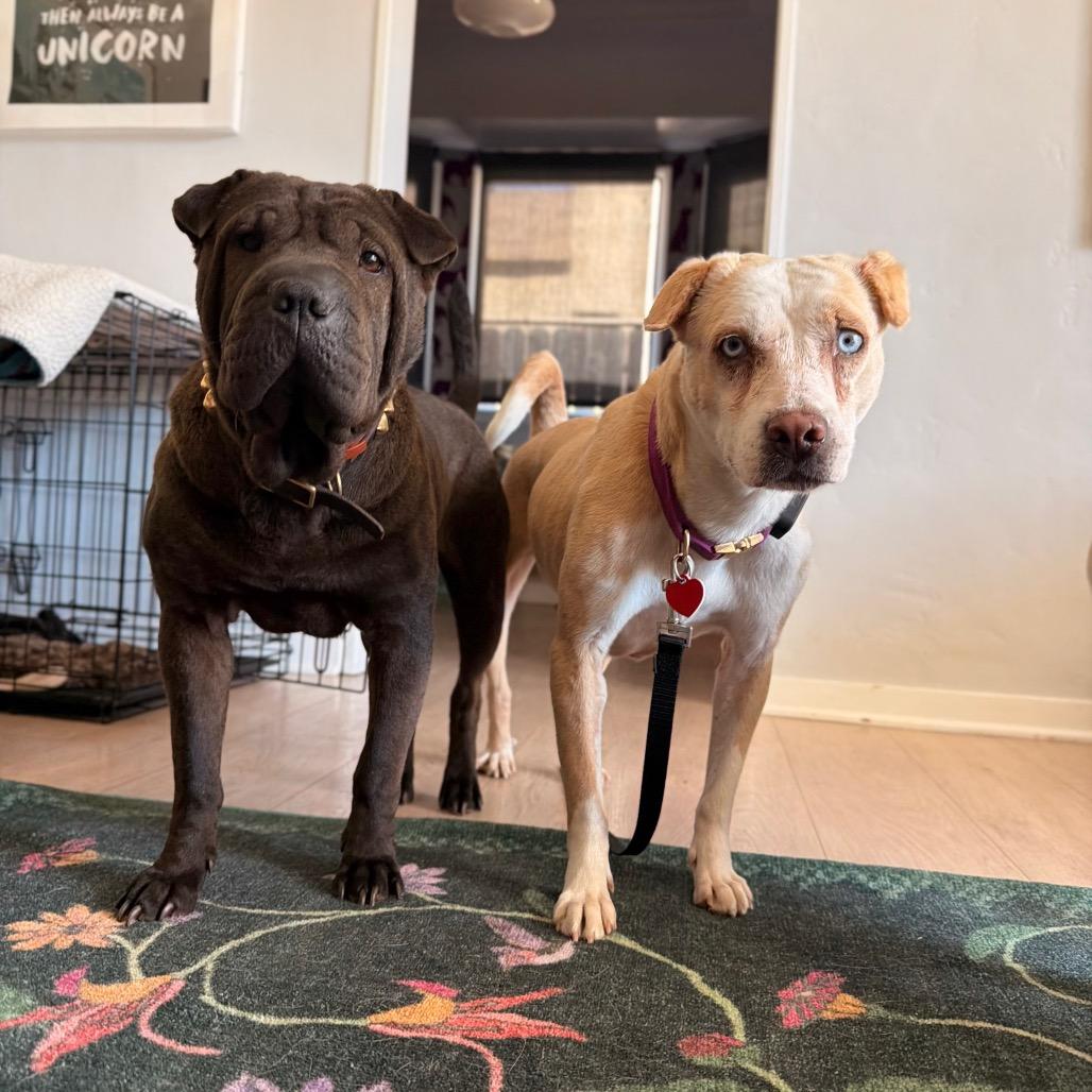 Enlarge street taco Steph, a Adoptable mixed breed in Los Angeles, CA image 1/5
