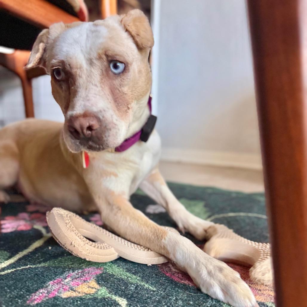 Enlarge street taco Steph, a Adoptable mixed breed in Los Angeles, CA image 4/5