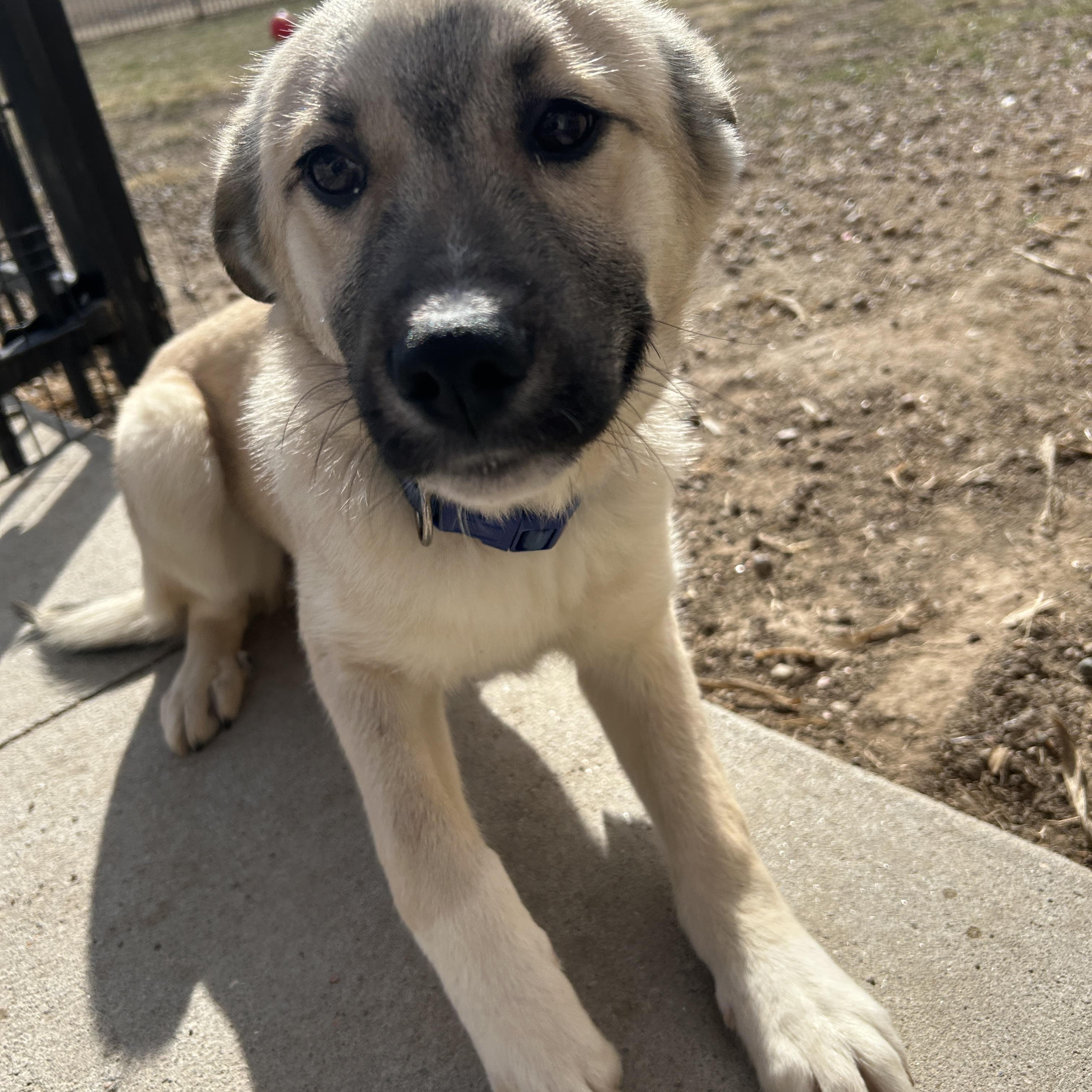 Enlarge Lacie, an adopted mixed breed in Seward, NE image 3/3