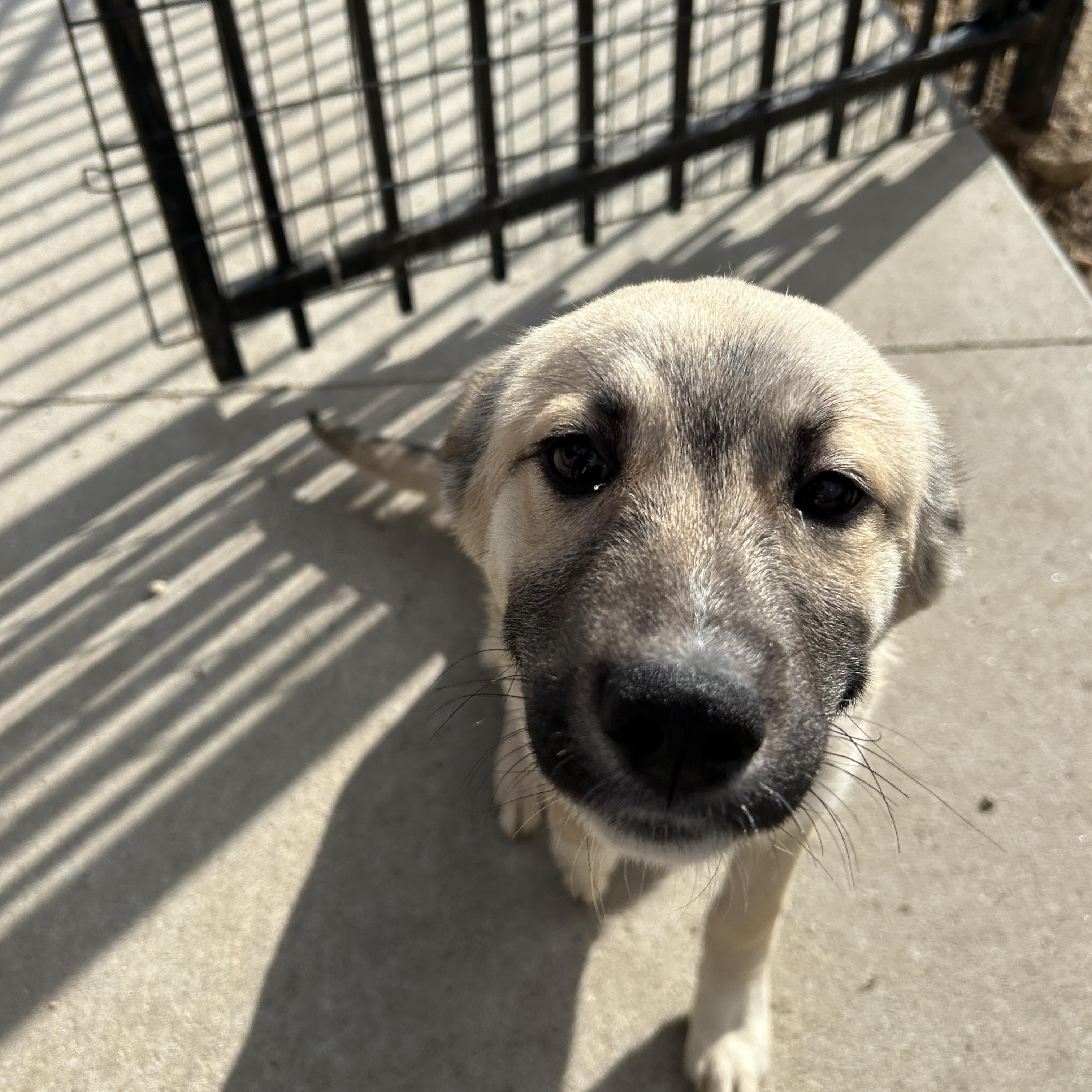 Enlarge Lacie, an adopted mixed breed in Seward, NE image 1/3