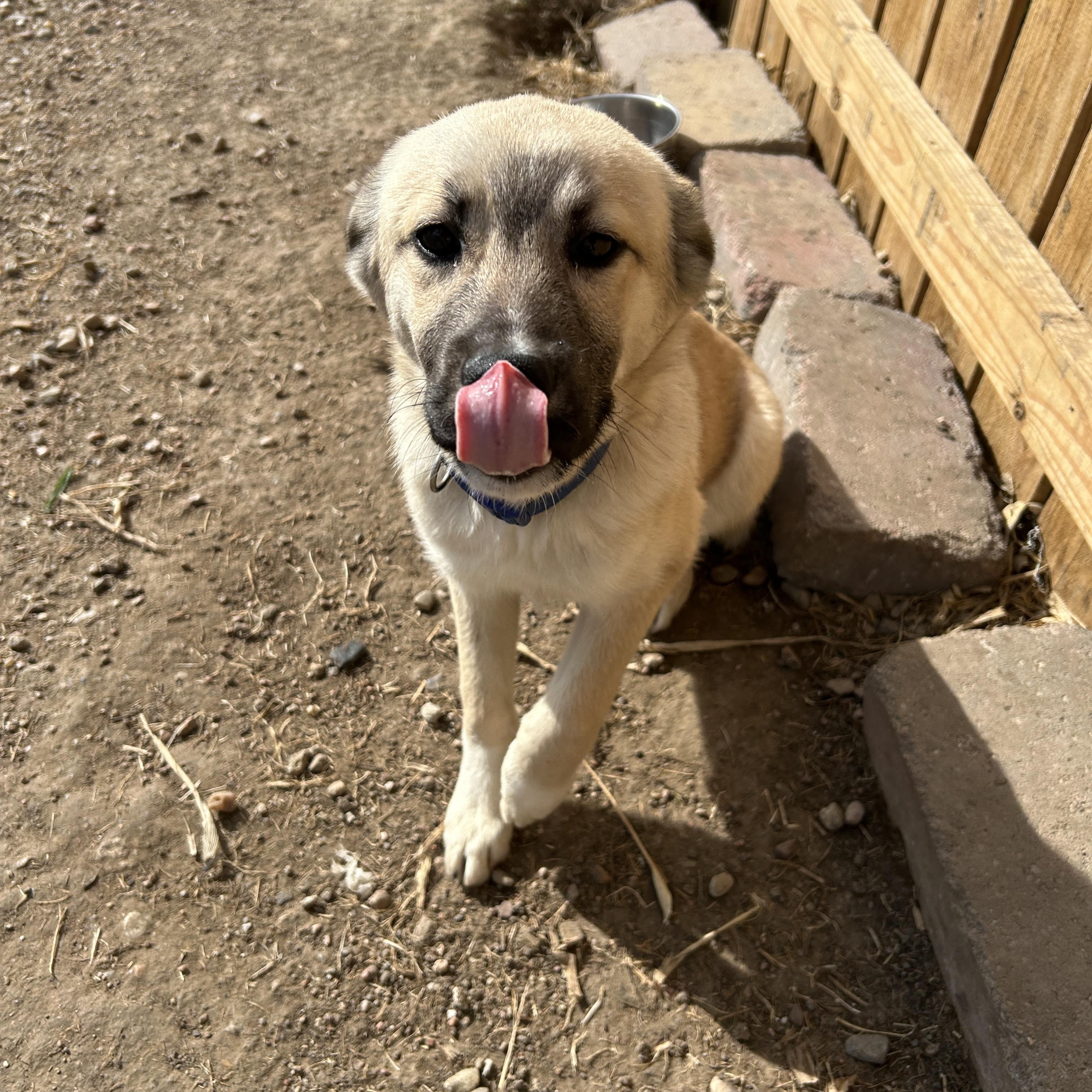 Enlarge Lacie, an adopted mixed breed in Seward, NE image 2/3