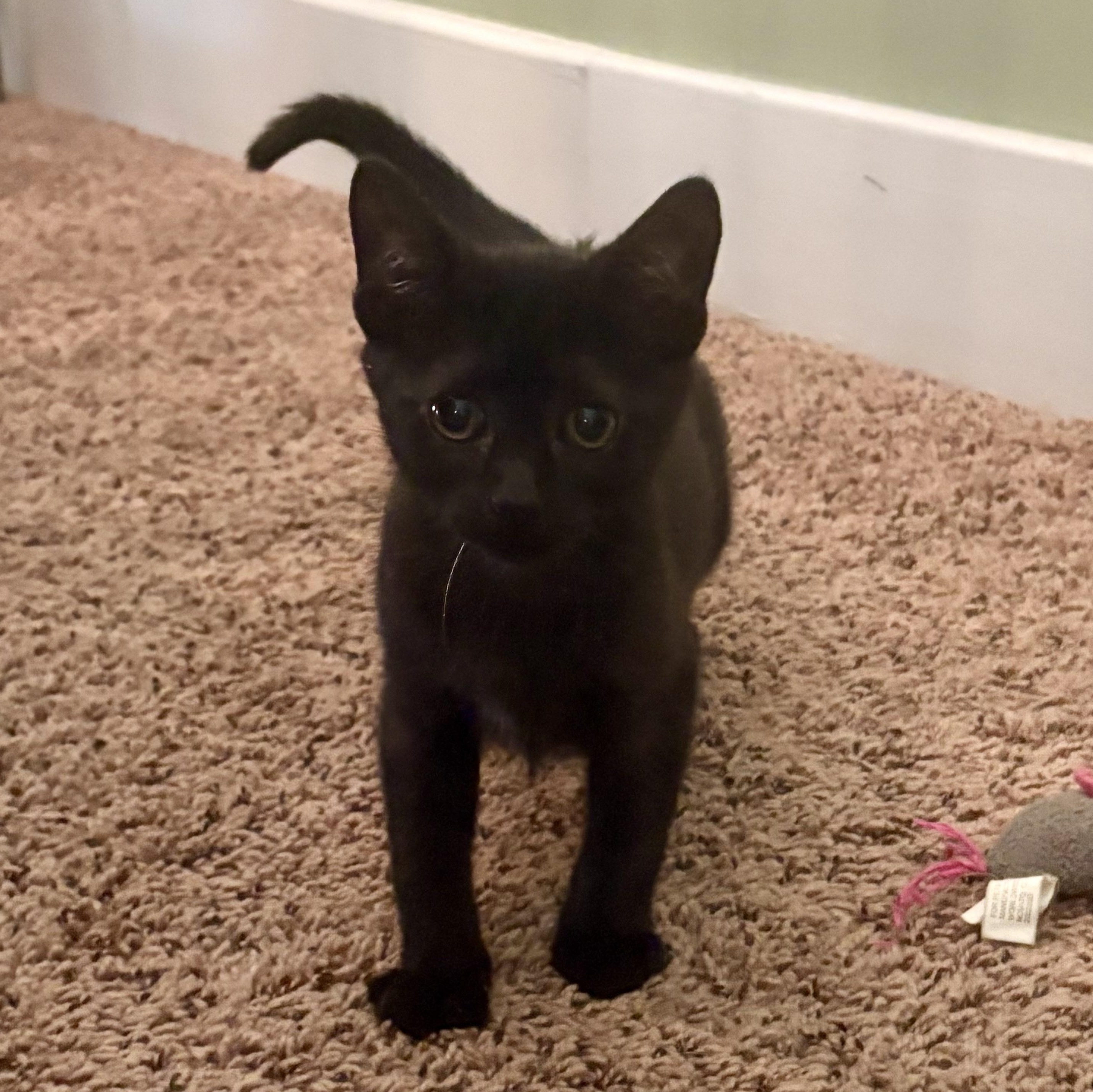 Taffy, a Adoptable Domestic Short Hair in East Amherst, NY image 2/3