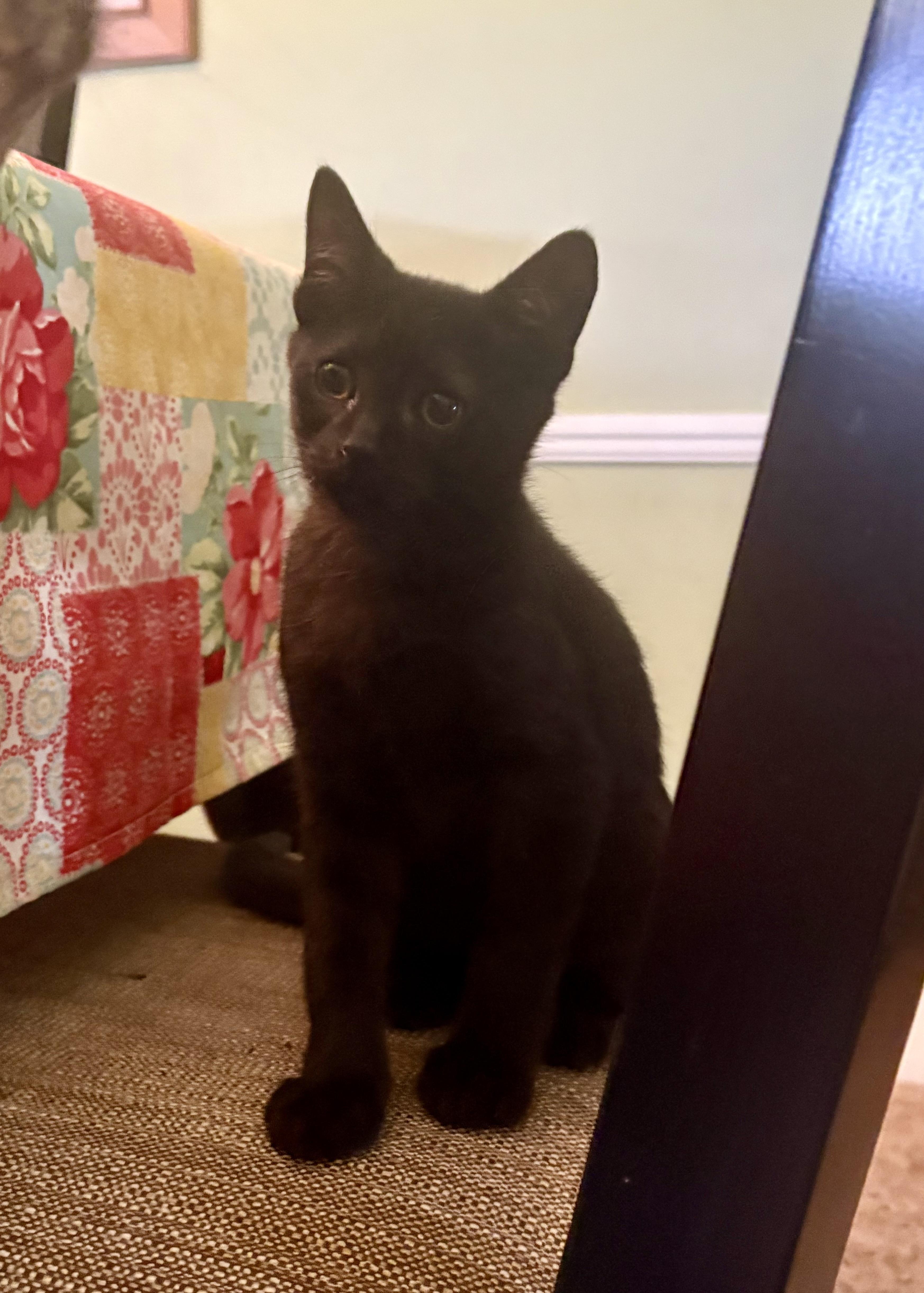 Taffy, a Adoptable Domestic Short Hair in East Amherst, NY image 3/3