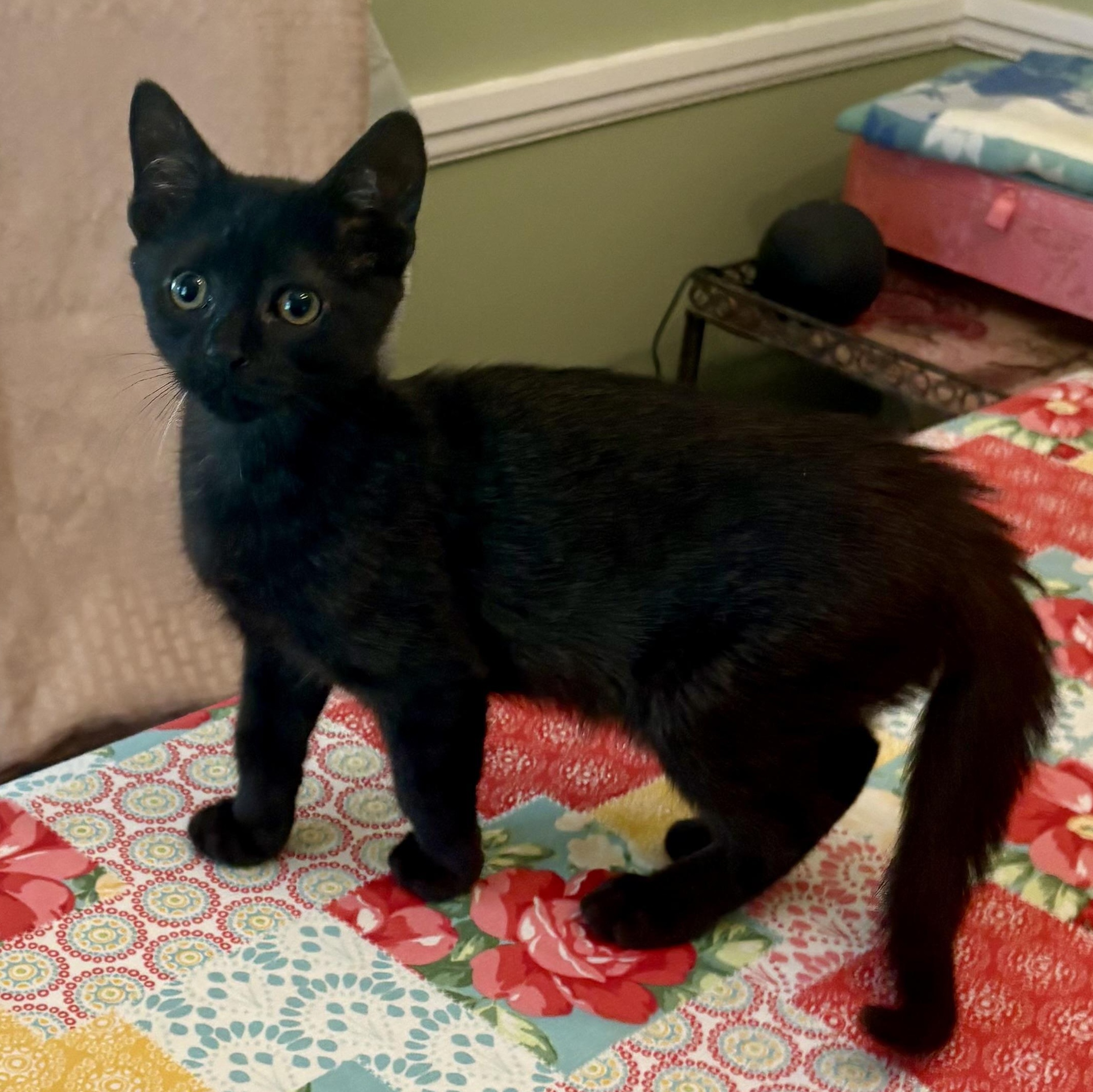 Taffy, a Adoptable Domestic Short Hair in East Amherst, NY image 1/3