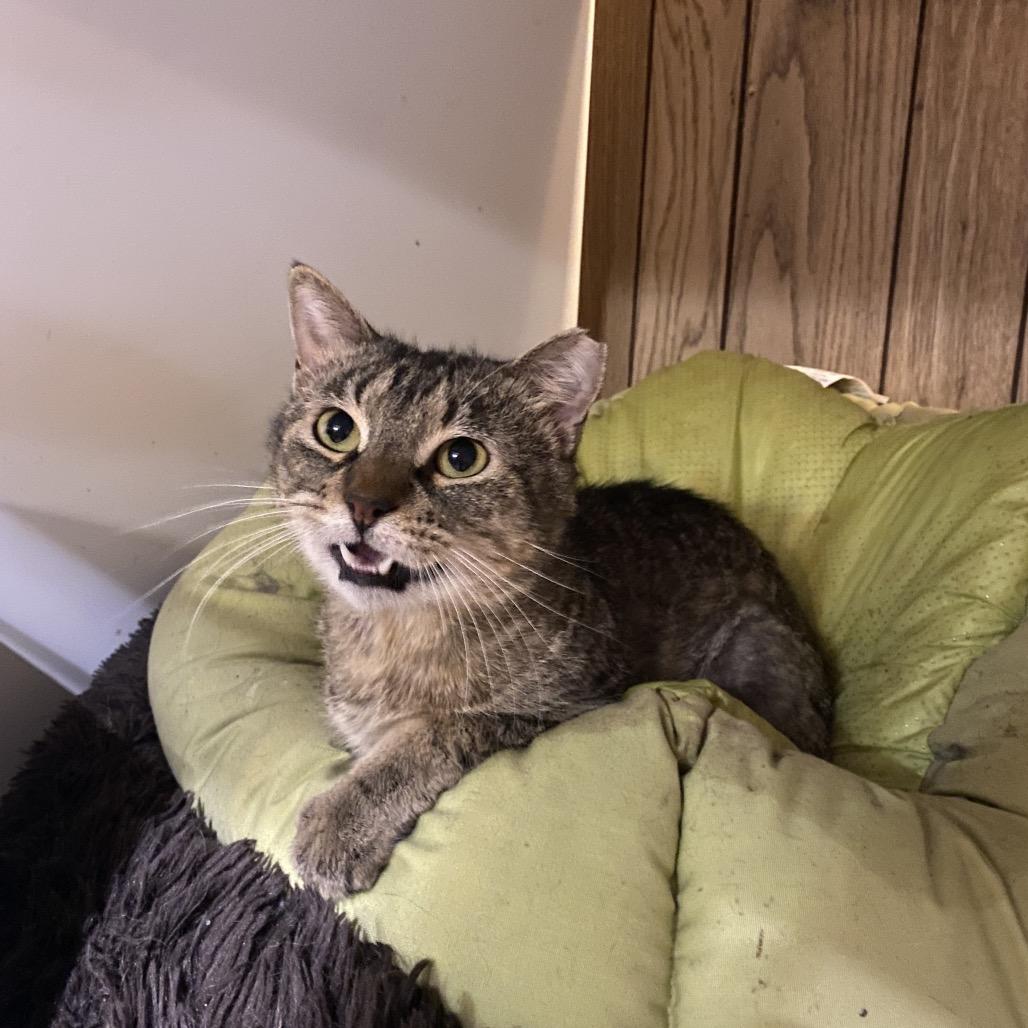 Stumpy, Adoptable, Adult Male American Shorthair.