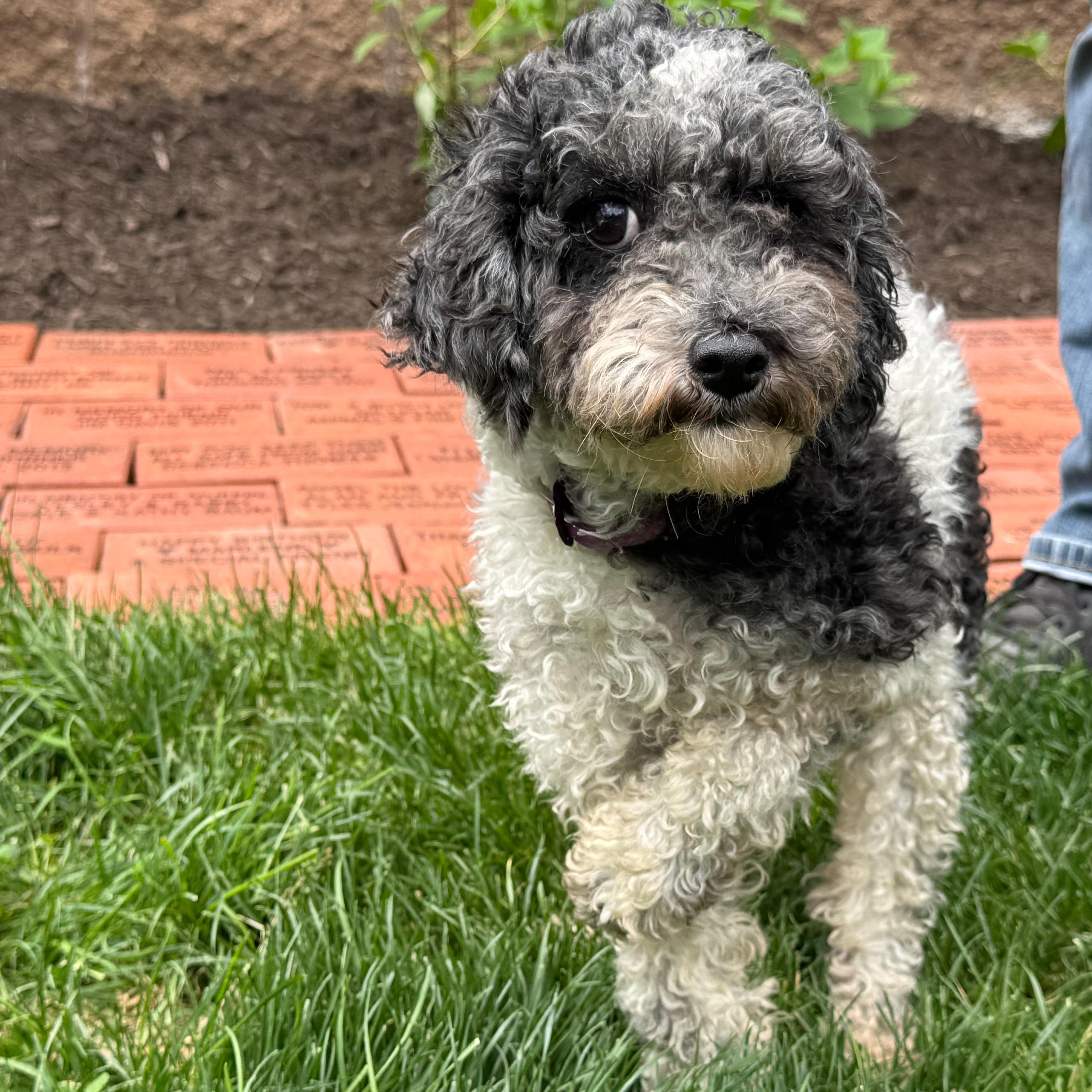 Greta, Adult Female Poodle