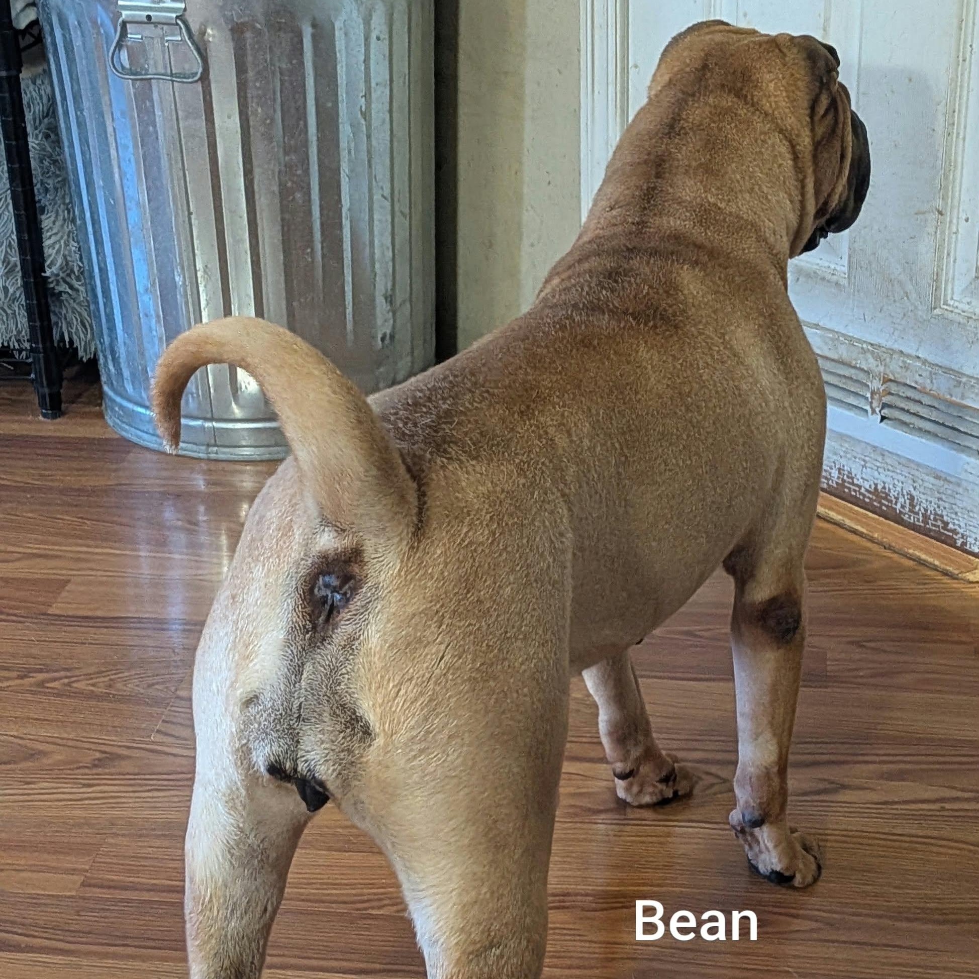 Enlarge BEAN - Bio coming soon, a Adoptable Shar-Pei in Cameron, NC image 4/6