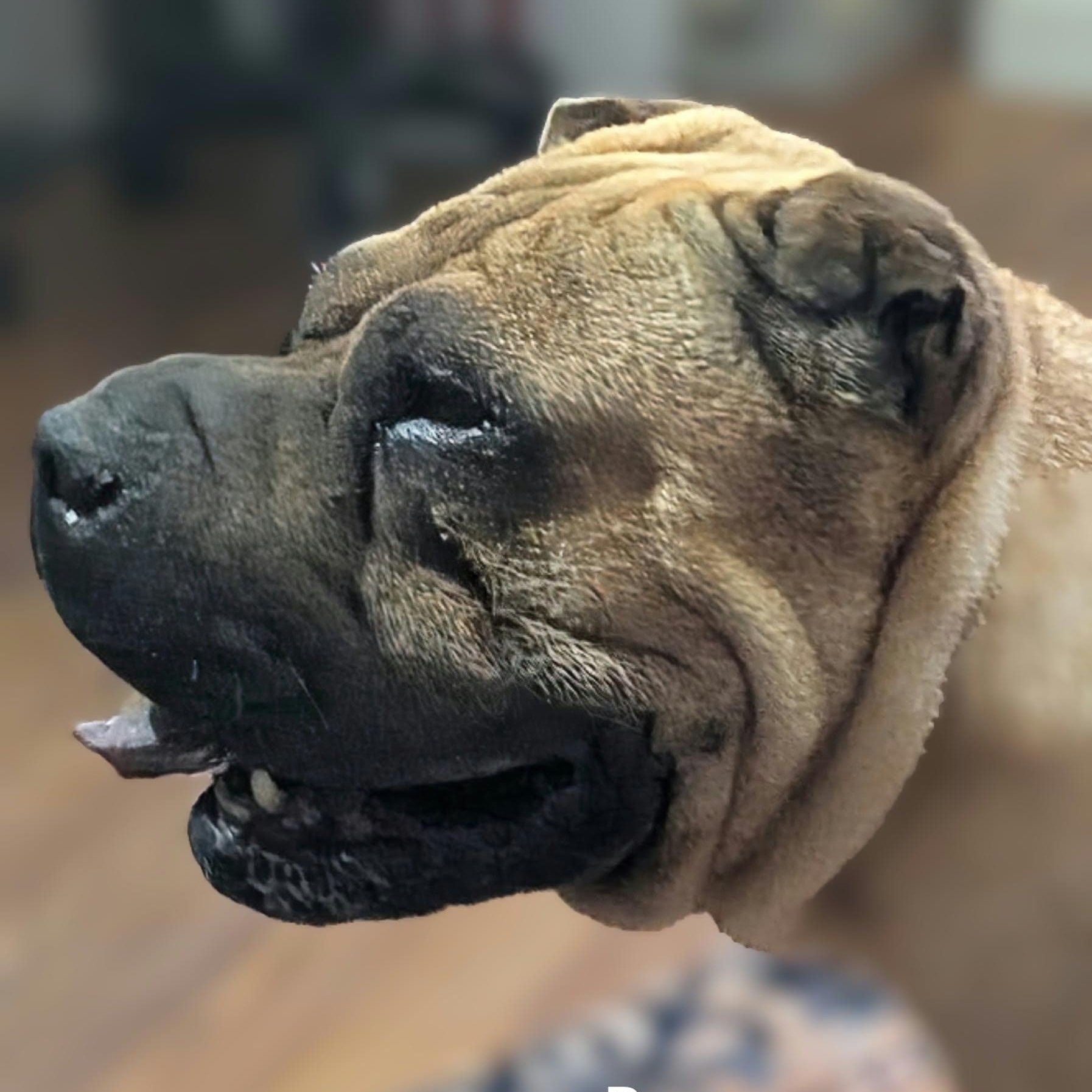 Enlarge BEAN - Bio coming soon, a Adoptable Shar-Pei in Cameron, NC image 5/6