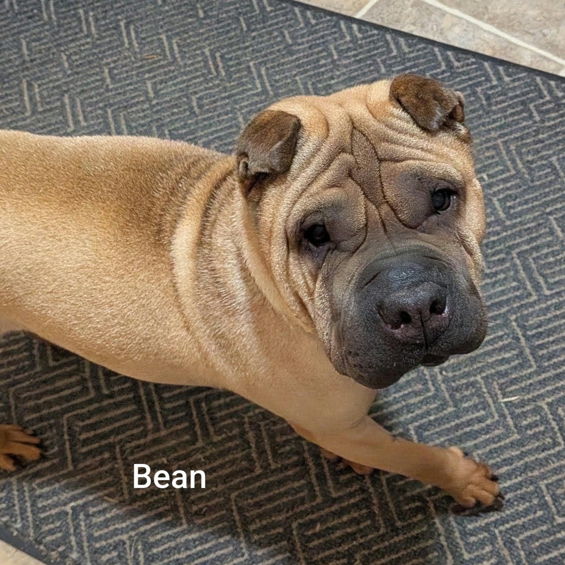 Enlarge BEAN - Bio coming soon, a Adoptable Shar-Pei in Cameron, NC image 2/6
