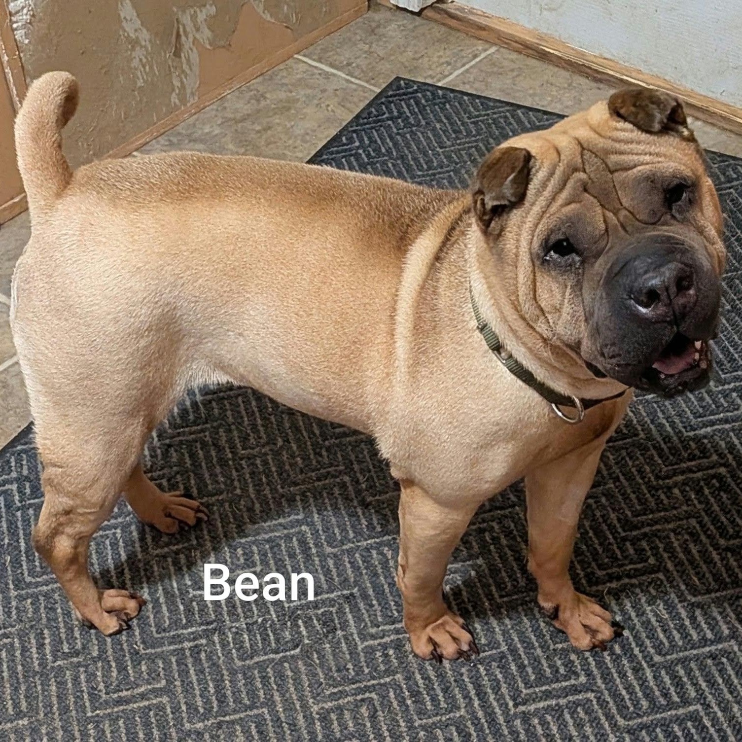 Enlarge BEAN - Bio coming soon, a Adoptable Shar-Pei in Cameron, NC image 1/6