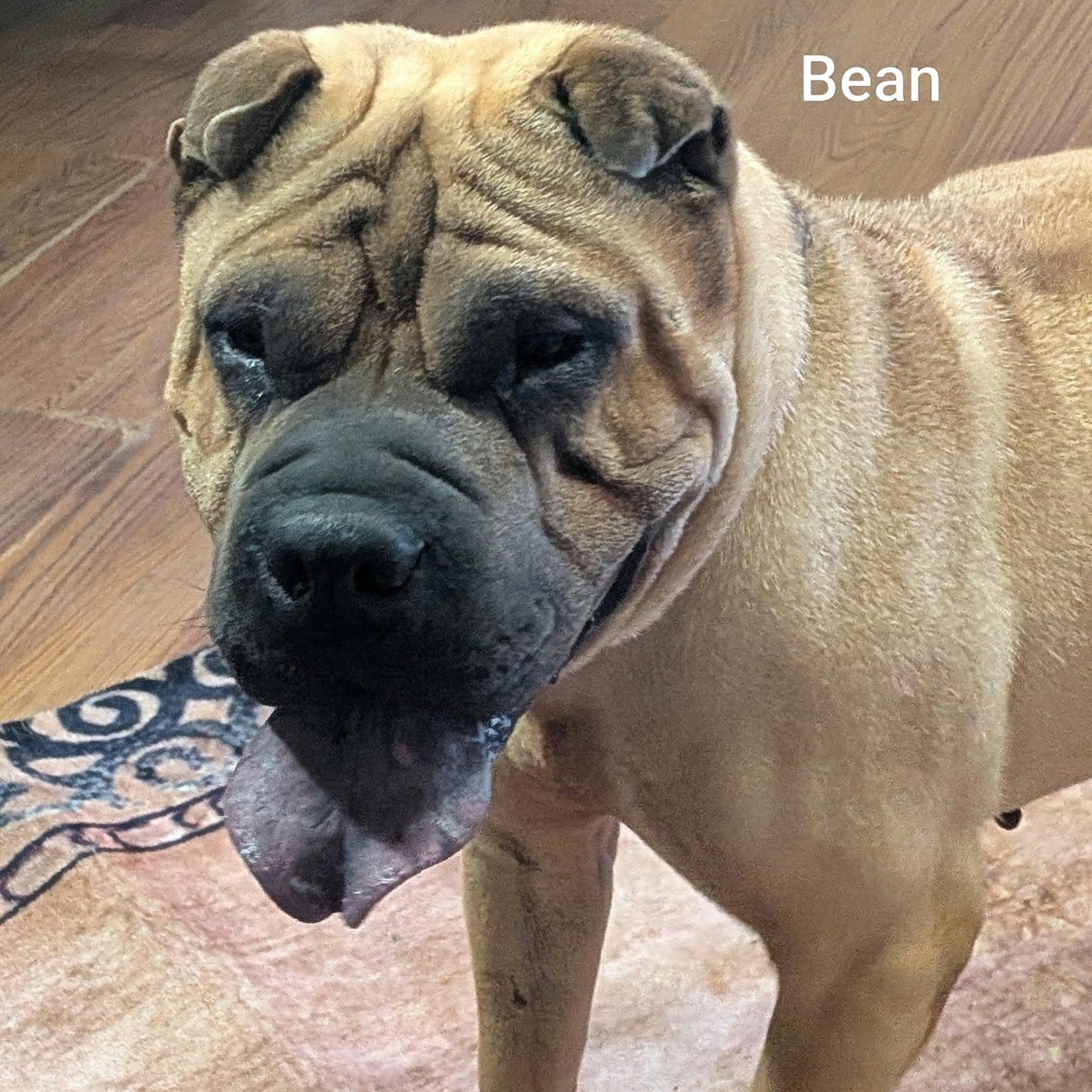 Enlarge BEAN - Bio coming soon, a Adoptable Shar-Pei in Cameron, NC image 6/6