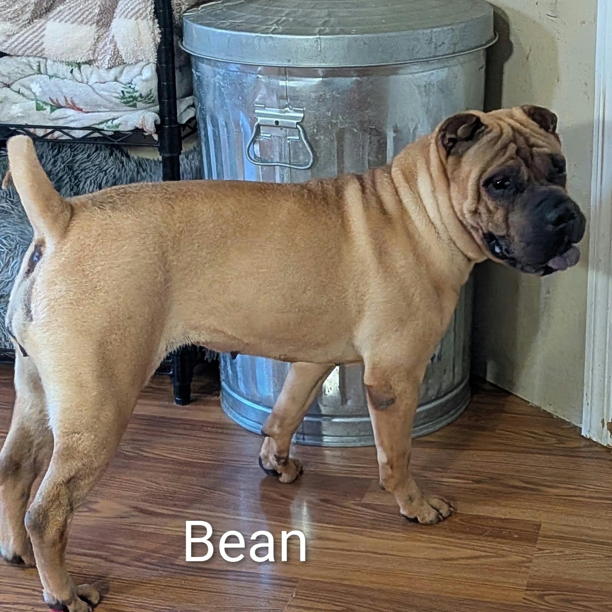 Enlarge BEAN - Bio coming soon, a Adoptable Shar-Pei in Cameron, NC image 3/6