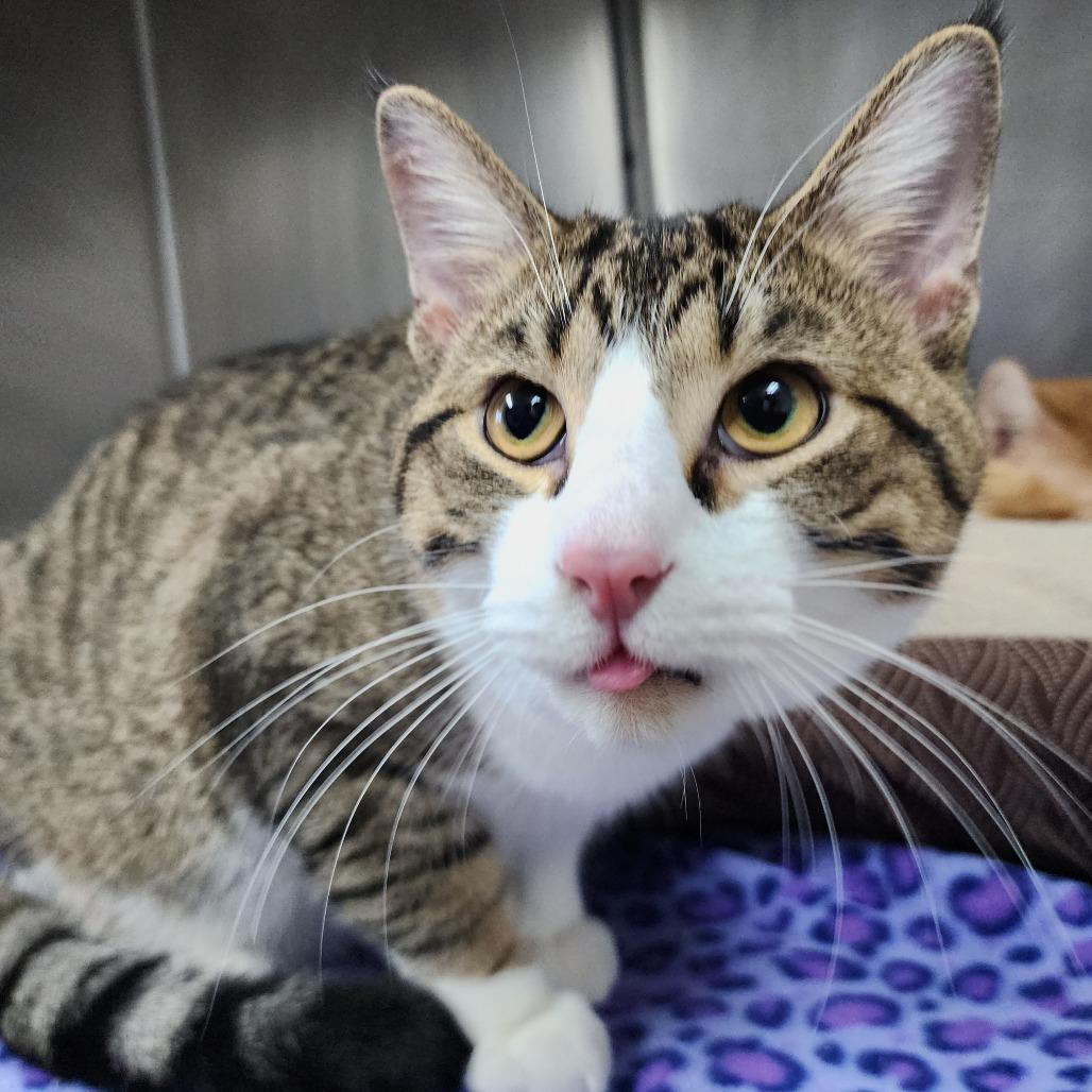 Aeolus, Adoptable, Adult Male Domestic Short Hair.