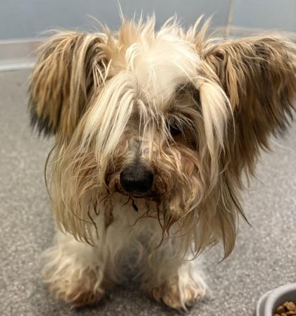 Lambeau, Adoptable, Senior Male Mixed Breed & Mixed Breed.