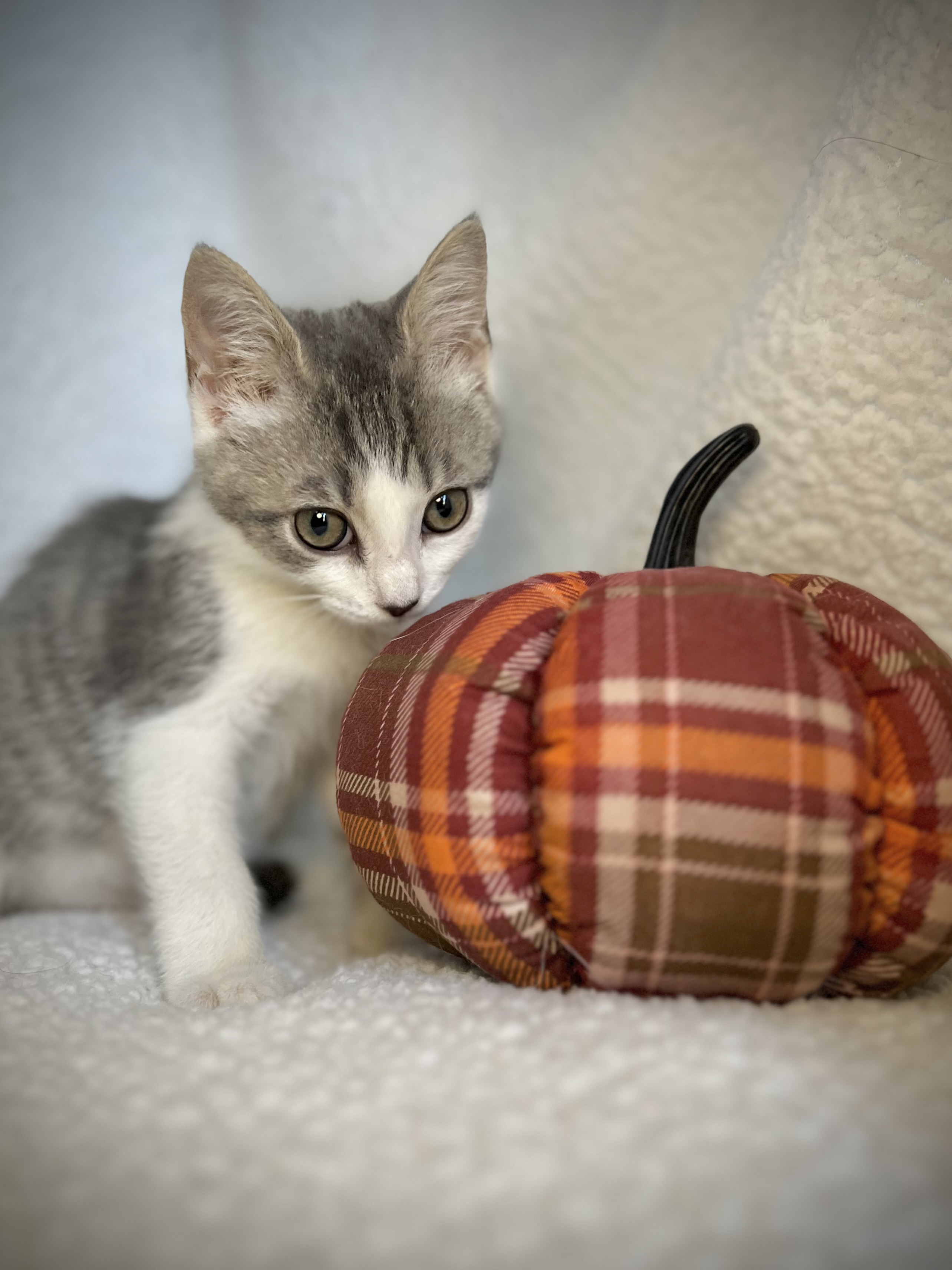 Cat for adoption Mercury, a Domestic Short Hair & Tabby Mix in