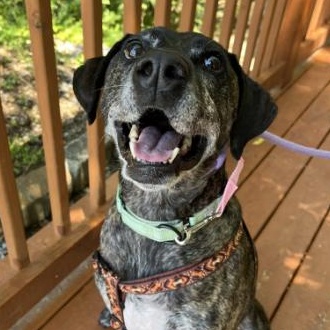 Enlarge Ella, a Adopted mixed breed in Mount Juliet, TN image 1/1