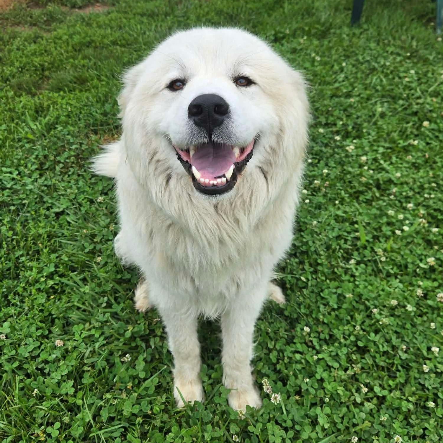 Snowball, a ADOPTABLE mixed breed in Simsbury, CT image 1/5