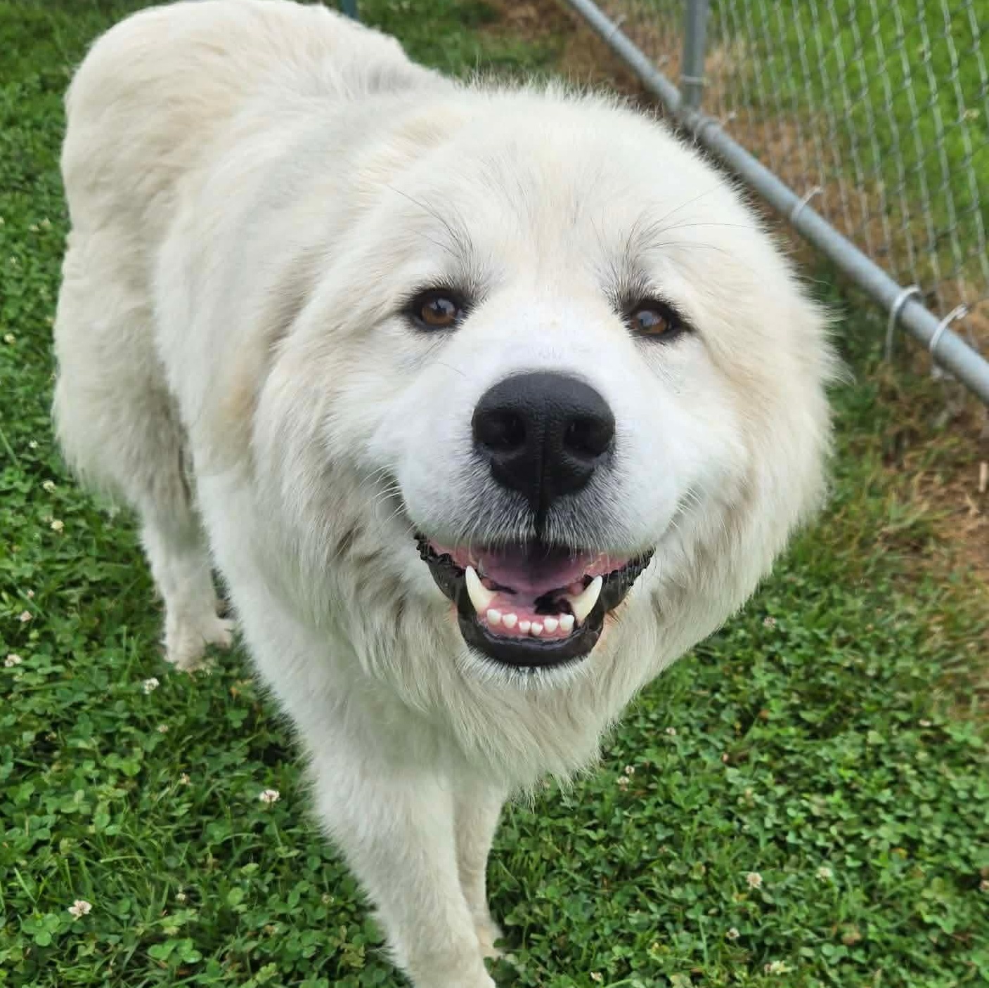 Snowball, a ADOPTABLE mixed breed in Simsbury, CT image 4/5