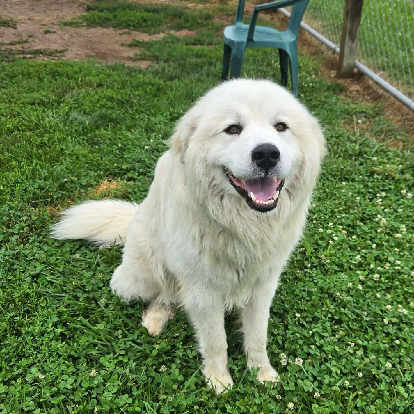 Snowball, a ADOPTABLE mixed breed in Simsbury, CT image 3/5