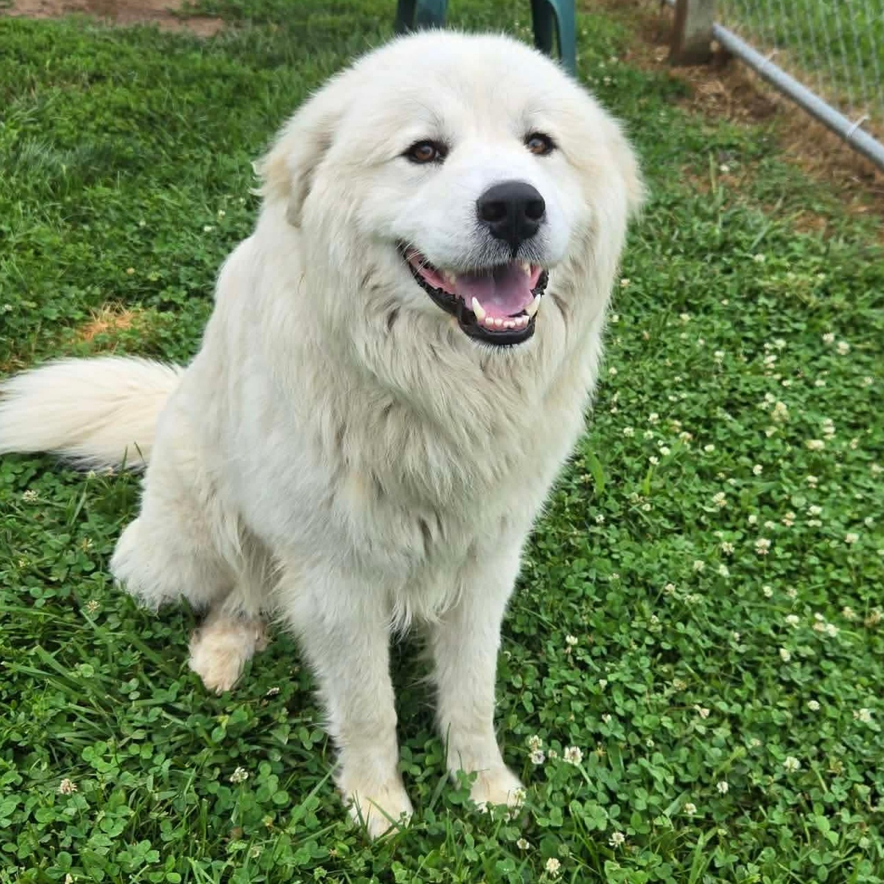 Snowball, a ADOPTABLE mixed breed in Simsbury, CT image 2/5