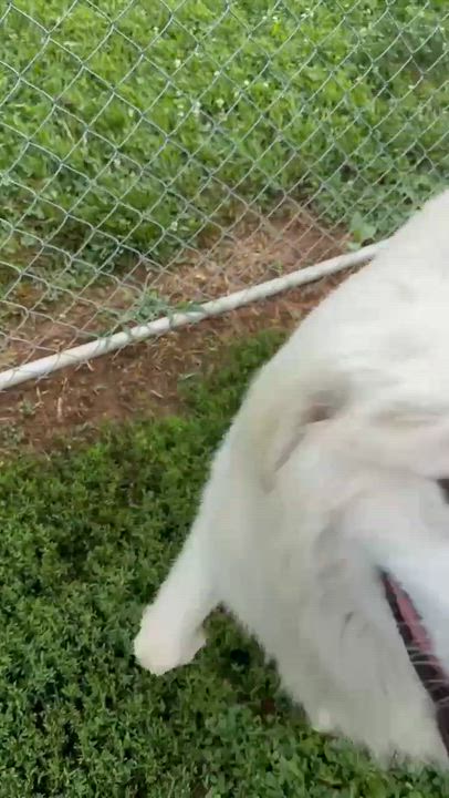 Enlarge Snowball, a ADOPTABLE mixed breed in Simsbury, CT video 5/5