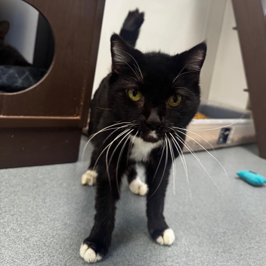 Shadow, Adoptable, Senior Male Domestic Short Hair.