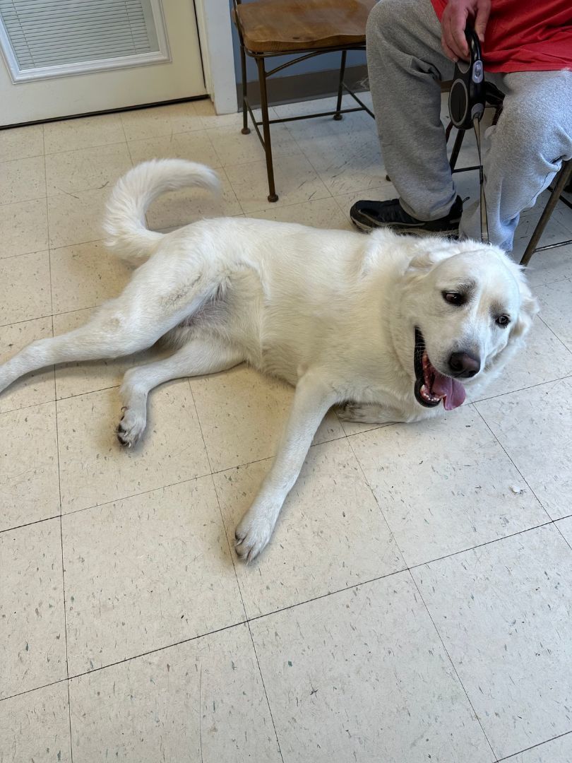 Rosebud, a Adoptable Akbash in Dyersburg, TN image 3/5