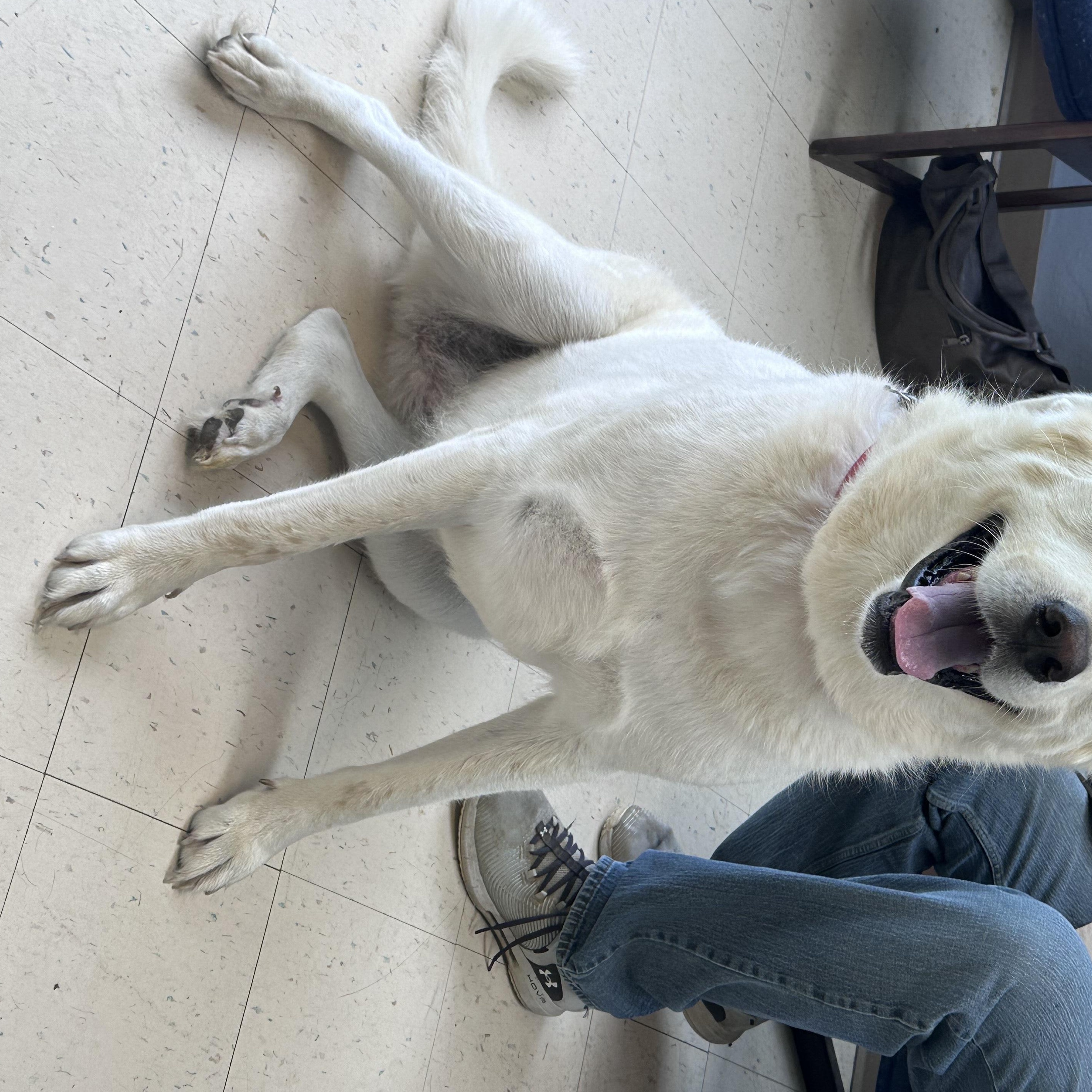 Rosebud, a Adoptable Akbash in Dyersburg, TN image 5/5