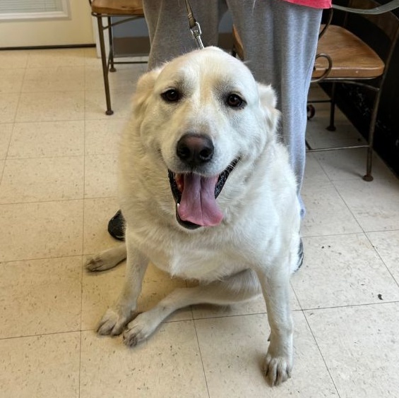 Rosebud, a Adoptable Akbash in Dyersburg, TN image 1/5