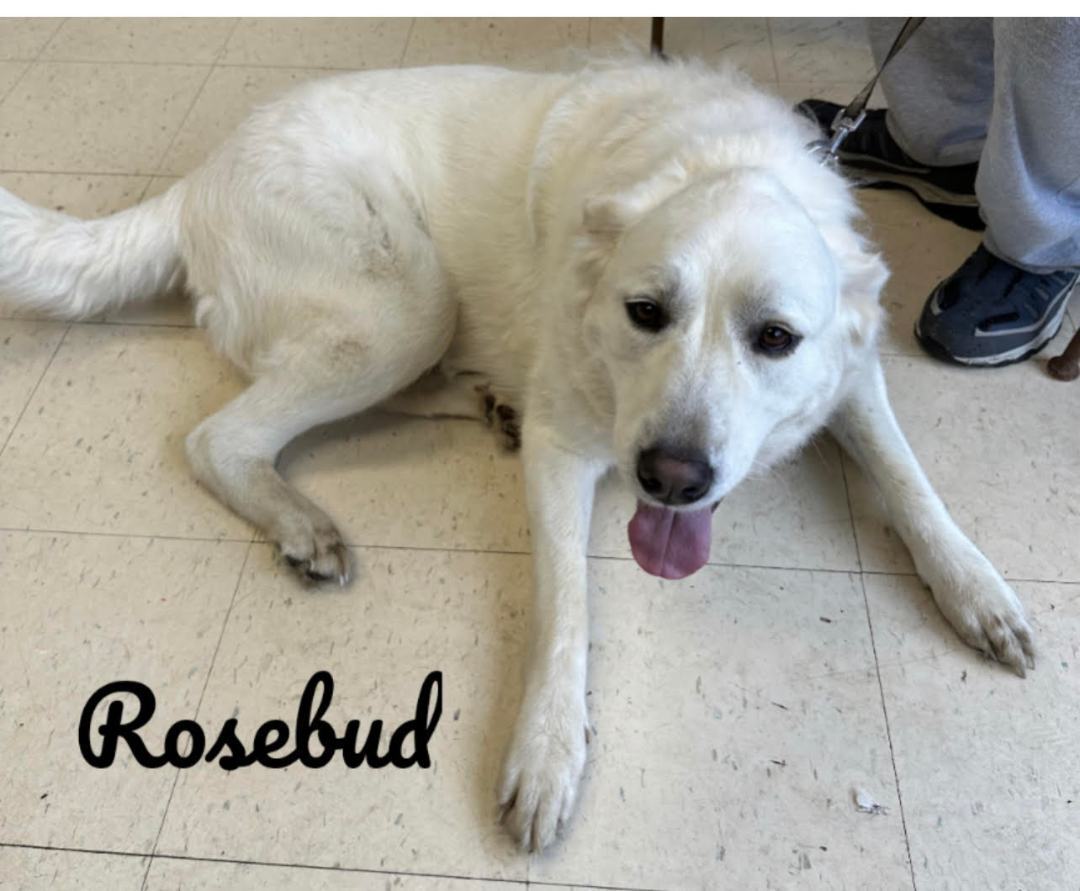 Rosebud, a Adoptable Akbash in Dyersburg, TN image 4/5