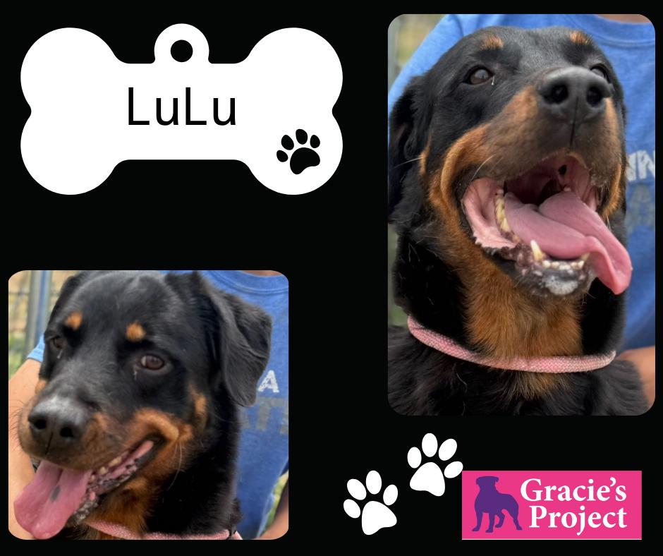 Lulu, Senior Female Rottweiler