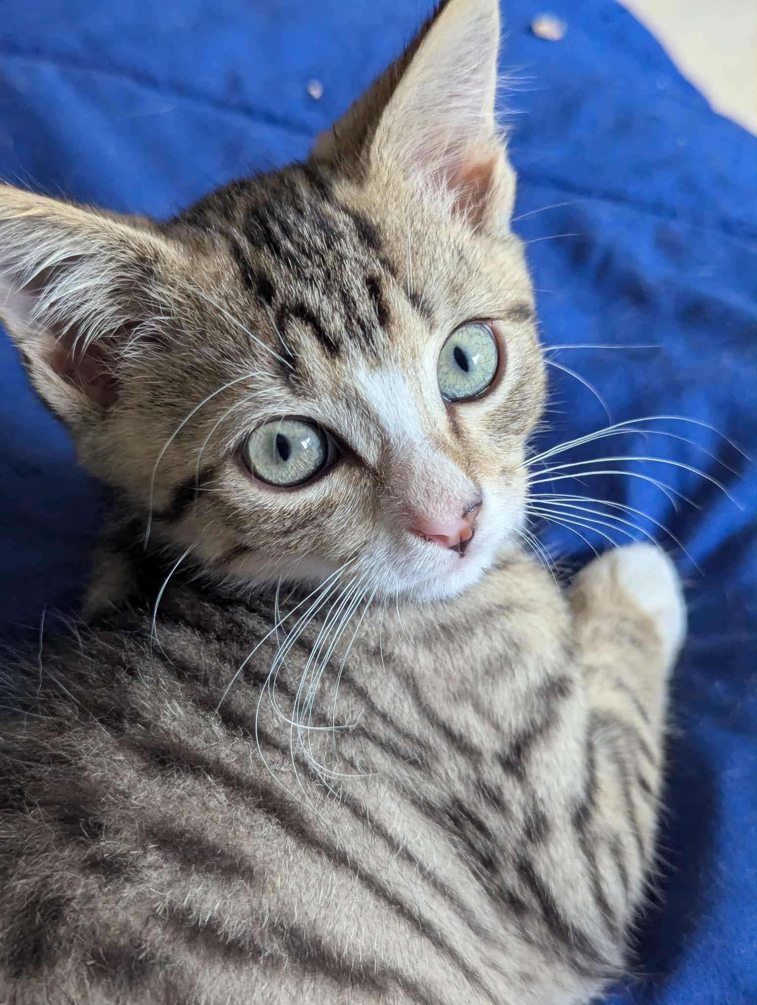 Amos E, Adoptable, Kitten Male Domestic Short Hair.