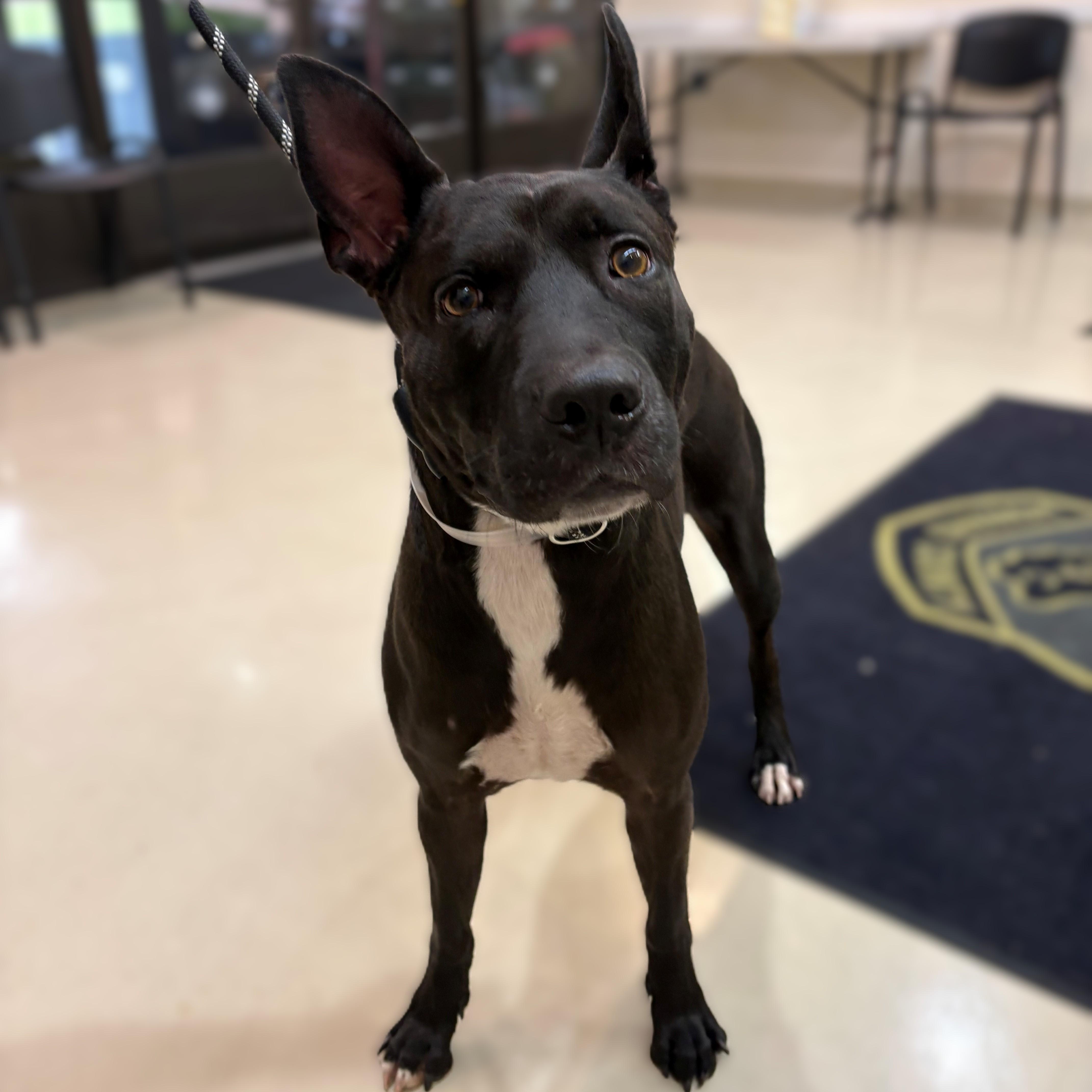 Pepsi- 51579, an adopted Mixed Breed in Columbia, MD image 1/3