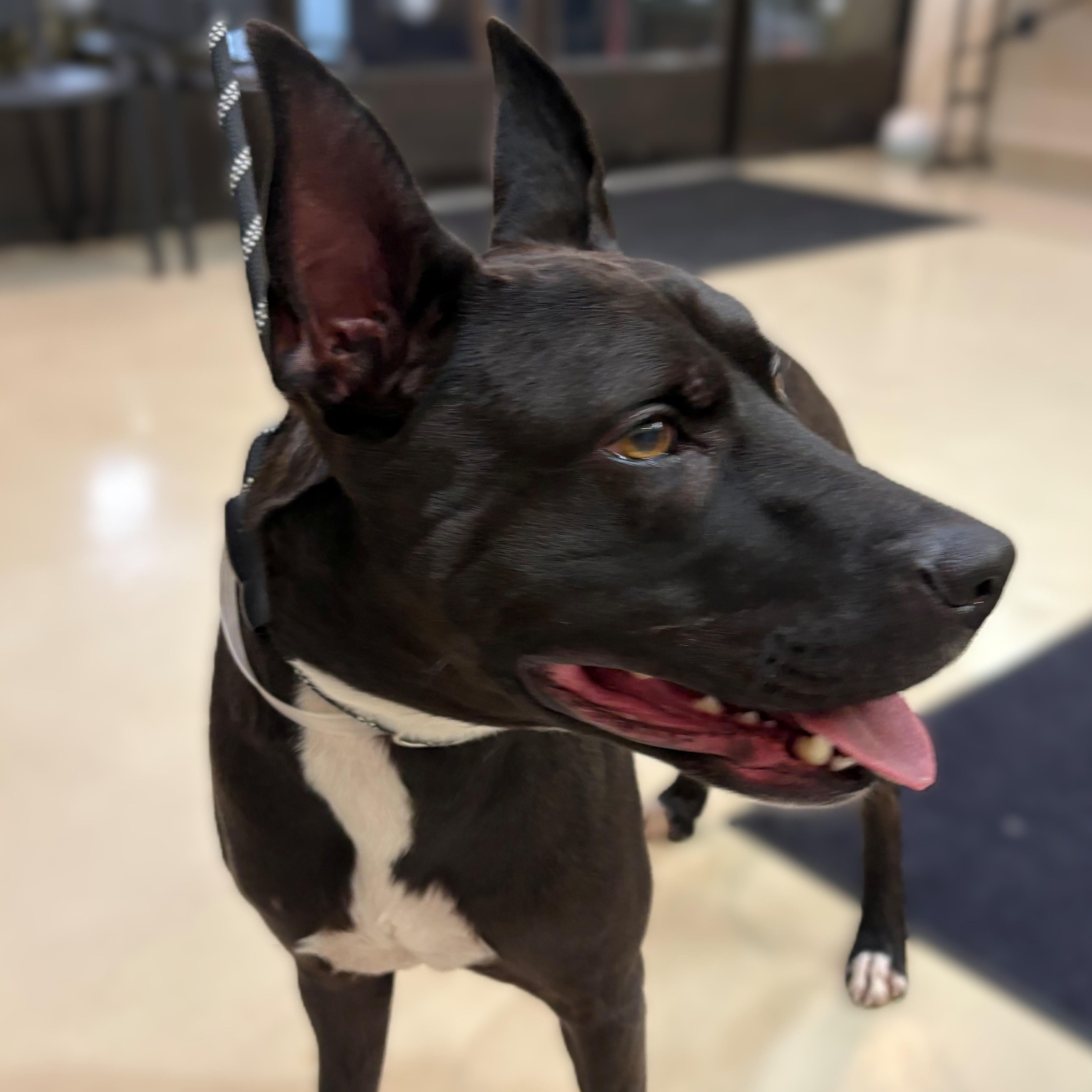 Pepsi- 51579, an adopted Mixed Breed in Columbia, MD image 3/3
