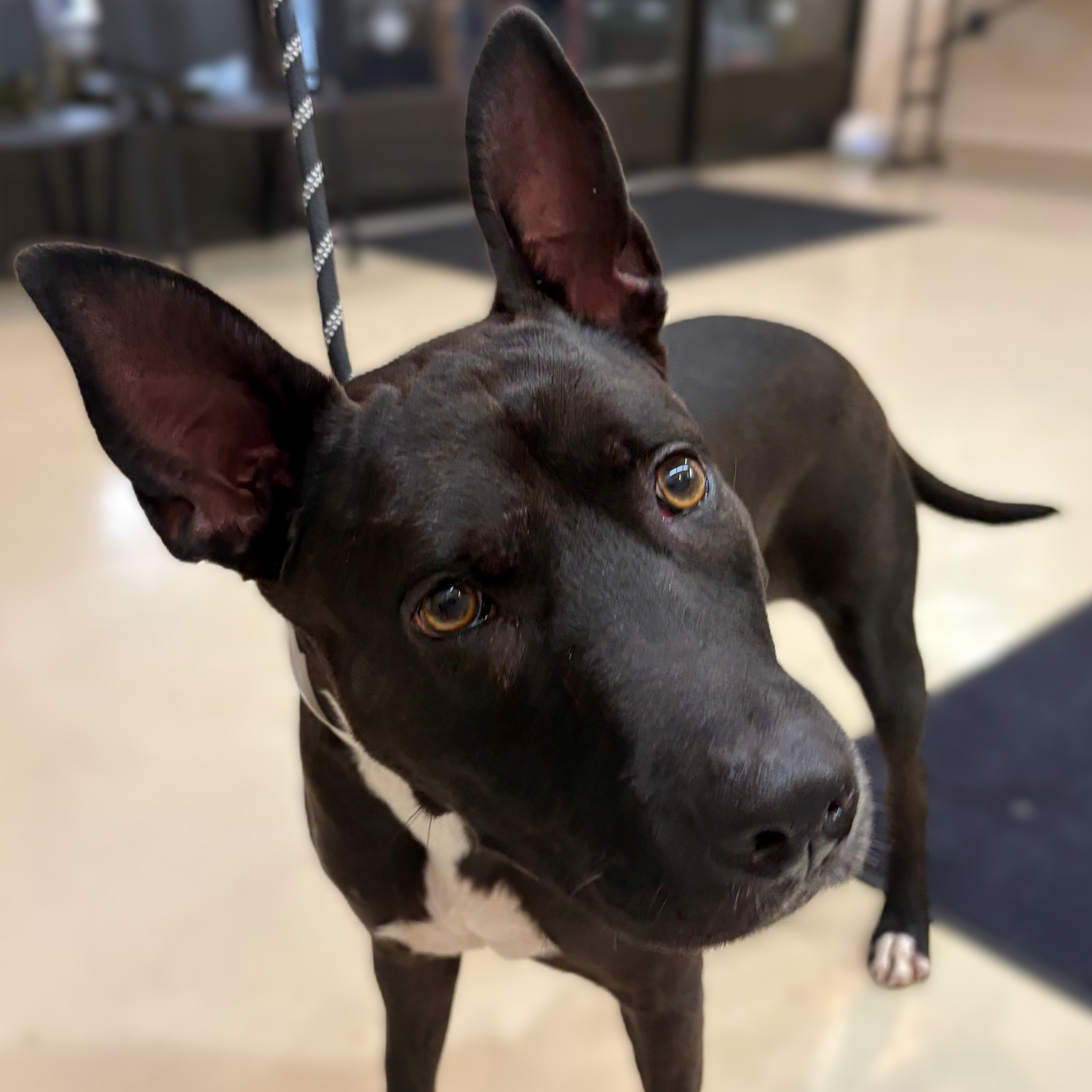 Pepsi- 51579, an adopted Mixed Breed in Columbia, MD image 2/3